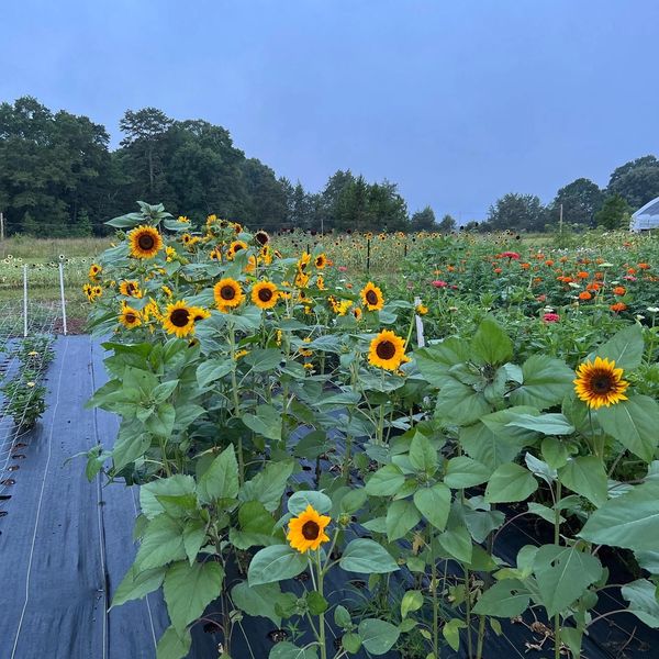 Pick Your Own Flowers